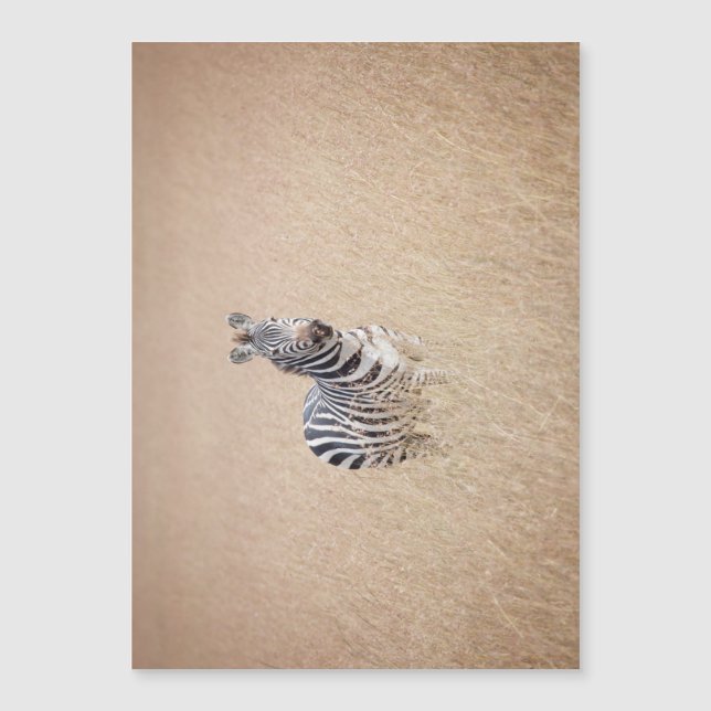 Zebra in Hochgras Magnetkarte (Vorderseite)