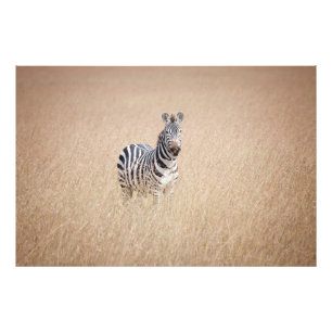 Zebra in hohem Gras Fotodruck