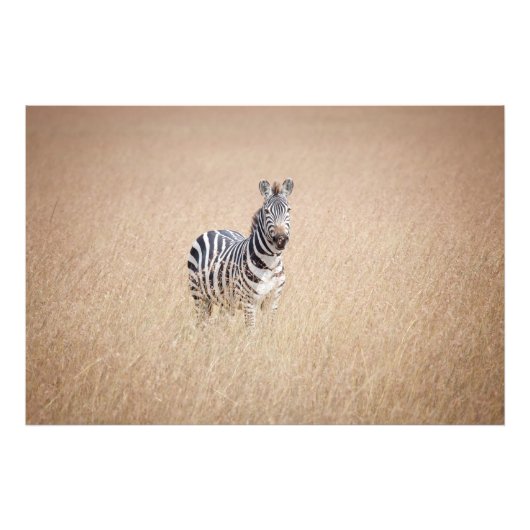 Zebra in hohem Gras Fotodruck (Vorne)