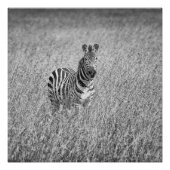 Zebra in hohem Gras Poster (Vorderseite)