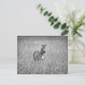Zebra in hohem Gras Postkarte (Stehend Vorderseite)
