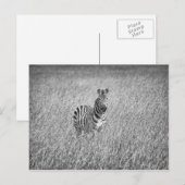 Zebra in hohem Gras Postkarte (Vorne/Hinten)