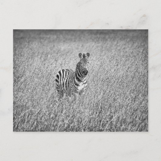 Zebra in hohem Gras Postkarte (Vorderseite)