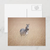 Zebra in hohem Gras Postkarte (Vorne/Hinten)