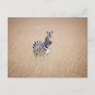Zebra in hohem Gras Postkarte