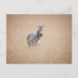 Zebra in hohem Gras Postkarte