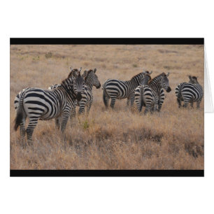 Zebra in Kenia