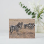 Zebra in Kenia Postkarte (Stehend Vorderseite)