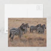 Zebra in Kenia Postkarte (Vorne/Hinten)