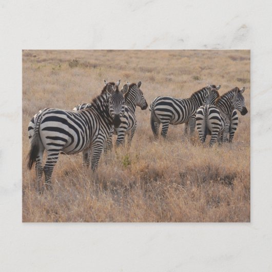 Zebra in Kenia Postkarte (Vorderseite)