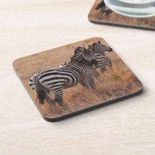 Zebra in Kenia Untersetzer