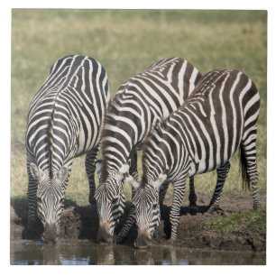 Zebra in naturafrikanischer Umgebung Keramik Tile Fliese
