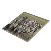 Zebra in naturafrikanischer Umgebung Keramik Tile Fliese (Seite)