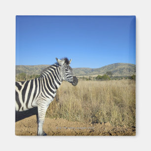 Zebra in offenem schlichtem, Pilansberg Magnet