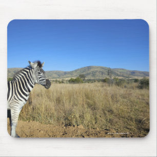 Zebra in offenem schlichtem, Pilansberg Mousepad