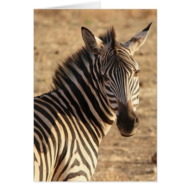 Zebra in Savannah, Tansania (Vorne)