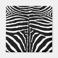 Zebra in Schwarz und Weiß