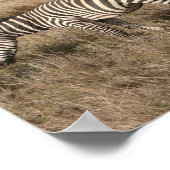 Zebra in Serengeti in Tansania Poster (Ecke)