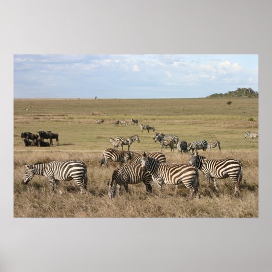 Zebra in Serengeti in Tansania Poster (Vorne)