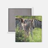 Zebra-Jugend Magnet (Vorderseite/Rückseite)
