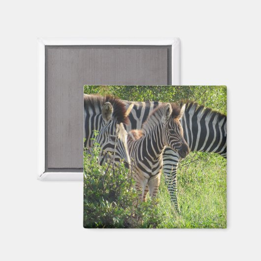 Zebra-Jugend Magnet (Vorderseite/Rückseite)