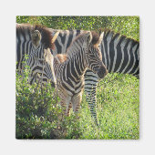 Zebra-Jugend Magnet (Vorne)