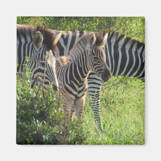 Zebra-Jugend Magnet (Vorne)