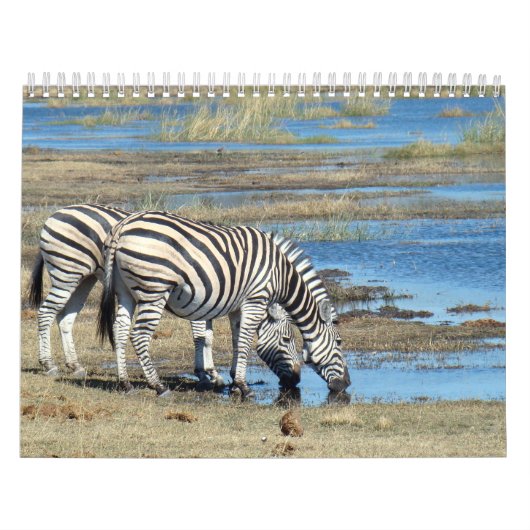 Zebra Kalender (Titelbild)