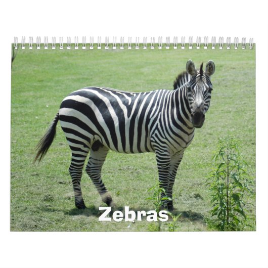 Zebra-Kalender, Zebras Kalender (Titelbild)
