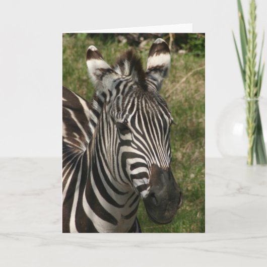 Zebra Karte (Vorderseite)