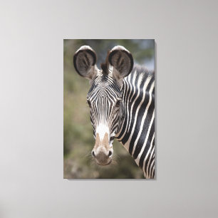 Zebra, Kenia, Afrika Leinwanddruck