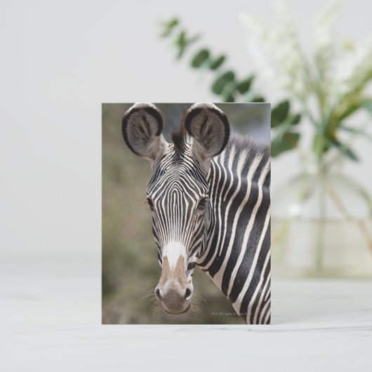 Zebra, Kenia, Afrika Postkarte (Stehend Vorderseite)