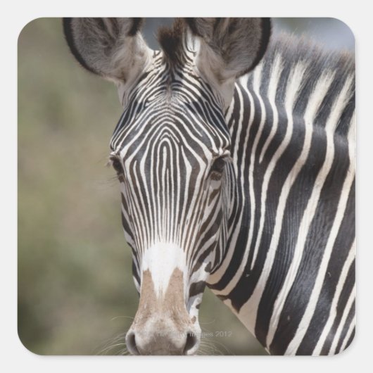 Zebra, Kenia, Afrika Quadratischer Aufkleber (Vorderseite)