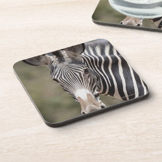 Zebra, Kenia, Afrika Untersetzer (Linke Seite)