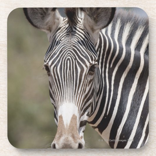 Zebra, Kenia, Afrika Untersetzer (Vorderseite)