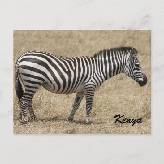Zebra kenya postkarte (Vorderseite)
