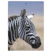 Zebra Klemmbrett (Rückseite)
