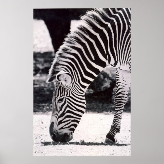 Zebra-Kopf - schwarz-weiß Poster (Vorne)