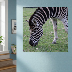 Zebra Kopf Schwarz-Weiß Streifen Foto Poster