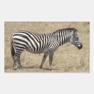 Zebra kurz rechteckiger aufkleber
