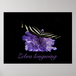 Zebra-Langdruck Poster