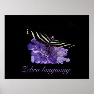 Zebra-Langdruck Poster