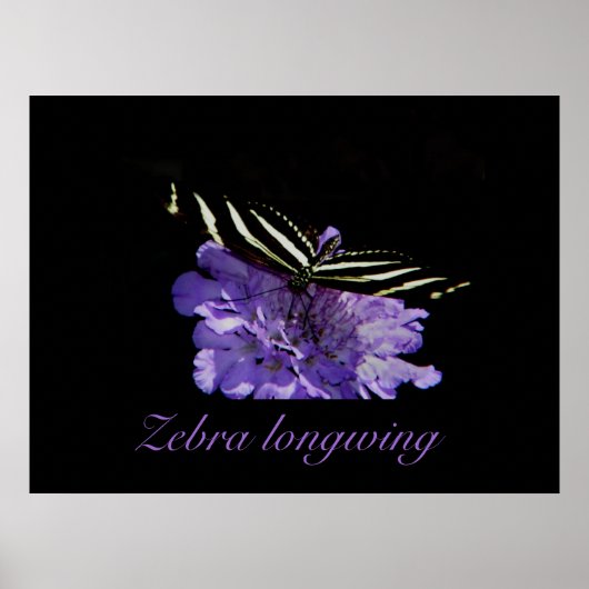 Zebra-Langdruck Poster (Vorne)