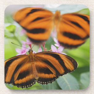 Zebra-langer Flügel-Schmetterling 2 Getränkeuntersetzer