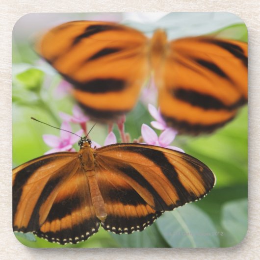 Zebra-langer Flügel-Schmetterling 2 Getränkeuntersetzer (Vorderseite)