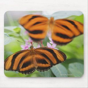 Zebra-langer Flügel-Schmetterling 2 Mousepad