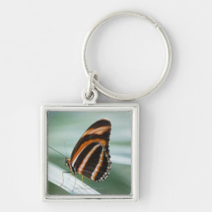 Zebra-langer Flügel-Schmetterling Schlüsselanhänger