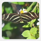 Zebra-Langflügel-Schmetterling Quadratischer Aufkleber (Vorderseite)