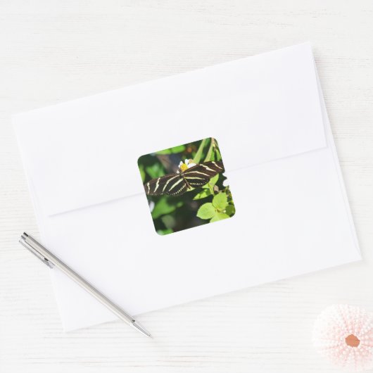 Zebra-Langflügel-Schmetterling Quadratischer Aufkleber (Umschlag)
