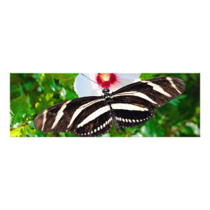 Zebra-Langschmetterling auf einem Hibiskus Rotes H Fotodruck